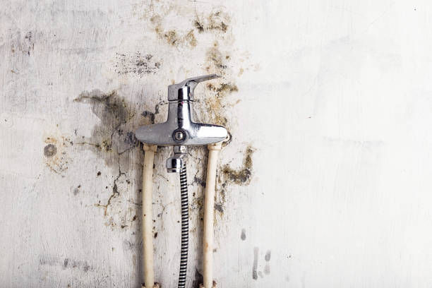 Best Office Mold Removal Services  in Perry, KS