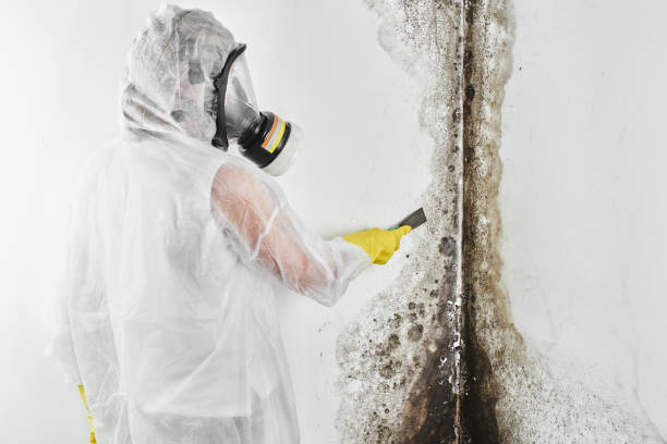 Best Residential Mold Removal  in Perry, KS