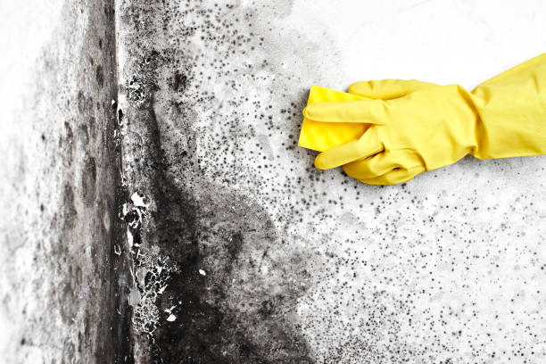 Best Mold Remediation Experts  in Perry, KS