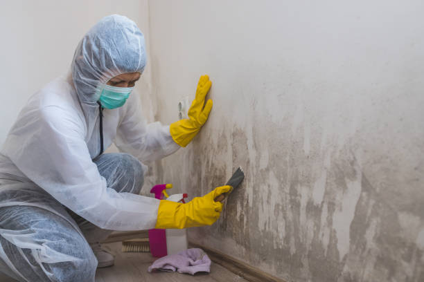 Best Best Mold Removal Companies  in Perry, KS