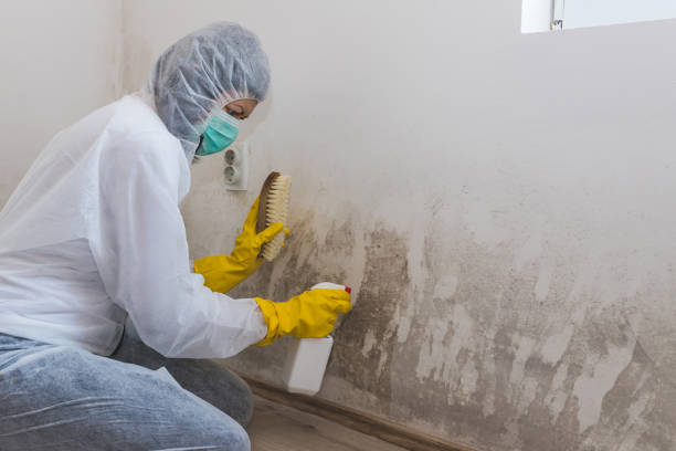 Office Mold Removal Services in Perry, KS