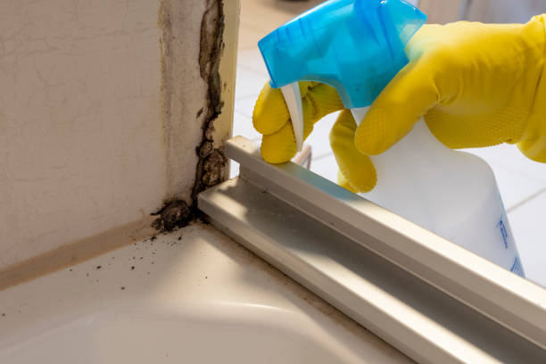 Best Mold Removal Company Near Me  in Perry, KS