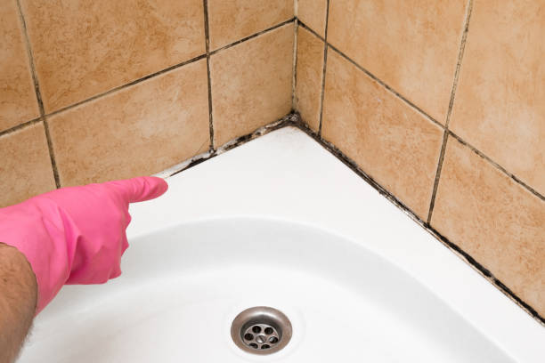 Reliable Perry, KS Mold Removal Solutions